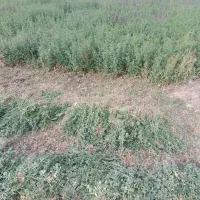 بیده خشک