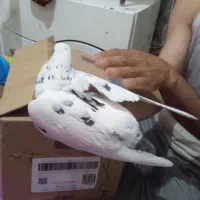 کفتر 400