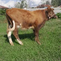 لیشه درشت گوساله ماده گاو|حیوانات مزرعه|رشت, پل تالشان|دیوار