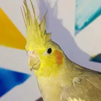 عروس هلندی ماده آماده آماده|پرنده|تبریز, |دیوار