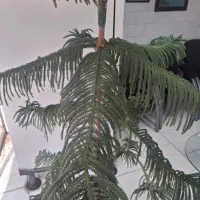 گیاه درخت مطبق