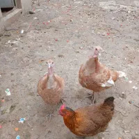 فروش دو عدد بوقلمون ماده