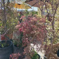 گل وگیاه|گل و گیاه طبیعی|شیراز, بازار|دیوار