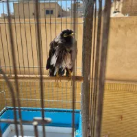 مرغ مینا سخنگو|پرنده|اصفهان, مولوی|دیوار