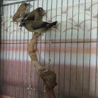 فنچ بنگالی|پرنده|ابهر, |دیوار