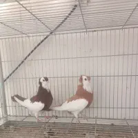 کبوتر ناصری