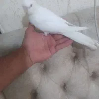 جوجه عروس هلندی