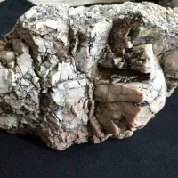 سنگ آکواریوم|ماهی|ماهیدشت, |دیوار