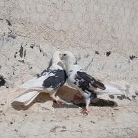 کبوتر