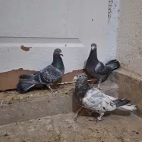 پلاکی آلمانی شهرستانی