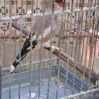 سهره تازه صاف