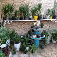 گل و گیاه|گل و گیاه طبیعی|قرچک, مهدیه|دیوار