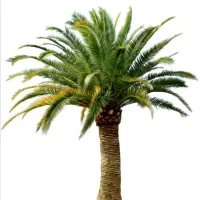 تاپول زنی و پاکن نخل پشتکو(منطقه بلوک)