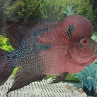 فلاور ماهی فلاور هورن