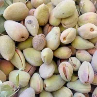 فروش‌بادام‌درختی