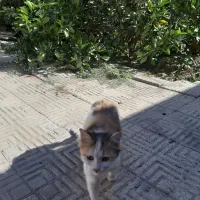 گربه رایگان|گربه|یزد, |دیوار