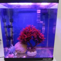 اکواریوم آکوا با تجهیزات|ماهی|شیراز, کوشک میدان|دیوار