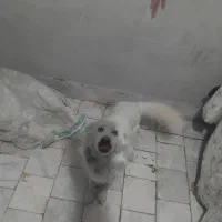 هاسکی ۱ ساله