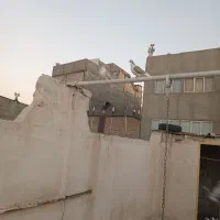 ده تا کفتر شهرستانی