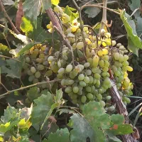 باغ میوه|فروش زمین و ملک کلنگی|قم, آزادگان|دیوار