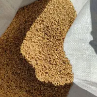 گندم بذر|خدمات باغبانی و درختکاری|سراجو, |دیوار