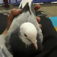 کبوتر شازده