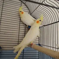 عروس|پرنده|جلفا, |دیوار