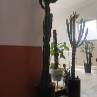 کاکتوس|گل و گیاه طبیعی|شاهرود, |دیوار