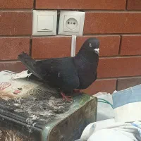 ماده زاغ دمسفید