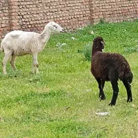 دوتا گوسفند بره دار