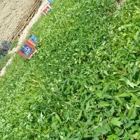 بذر گوجه فرنگی