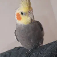 عروس هلندی باهوش