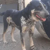 سگ نگهبان باهوش و درجه یک