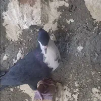 کبوتر|پرنده|شیراز, جرسقان|دیوار