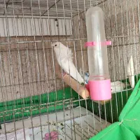 مرغ عشق پروانه ای