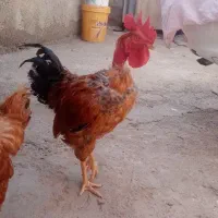 خروس گردن لق اصیل 6ماهه