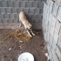 سگ سراب چهار ماهه ماده ۵۰۰ فوری|سگ|کوچصفهان, |دیوار