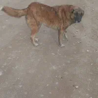 توله افغان|سگ|تایباد, |دیوار