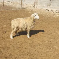 شیشگ چاق چاق بمب اخر عکس از کلیپ شیشگ مشاهده کنید