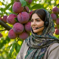 خرید نهال آلو قرمز صادراتی ، قیمت جشنواره فصل