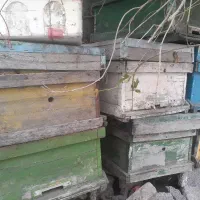 کندو زنبور عسل سالم و تمیز ۶عدد