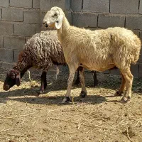میش وبره.بزوکهره.گیسه