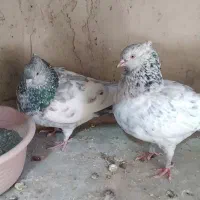 سینه ای کلایی|پرنده|راین, |دیوار