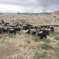 فروش گله بز 100راس