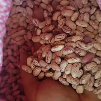 لوبیا چیتی دانه درشت