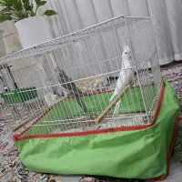 عروس هلندی. البینو