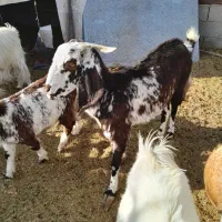 گوسفند بز کهره بره|حیوانات مزرعه|کرمان, |دیوار