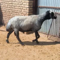قوچ شال
