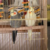 جفت عروس هلندی و ۲ عدد تخم