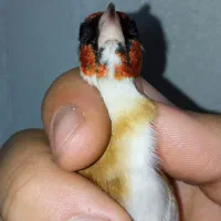 سهره چونه سفید